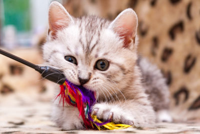 Popusťte uzdu kreativite: Ako si svojpomocne vyrobiť hračky pre mačky?